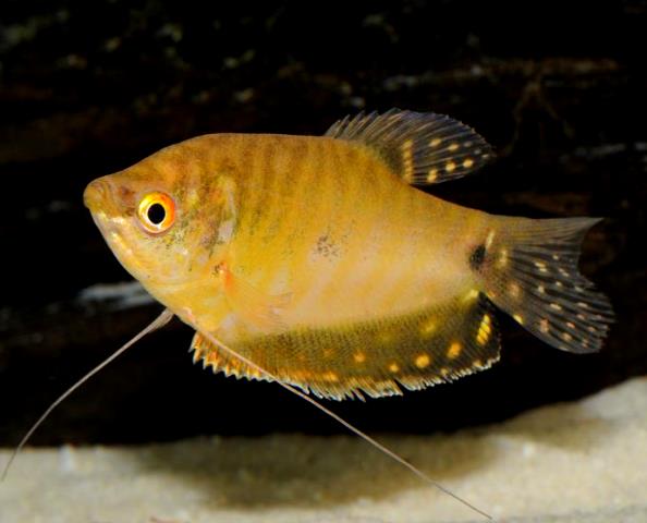 Gold Gourami - Quantity of 3